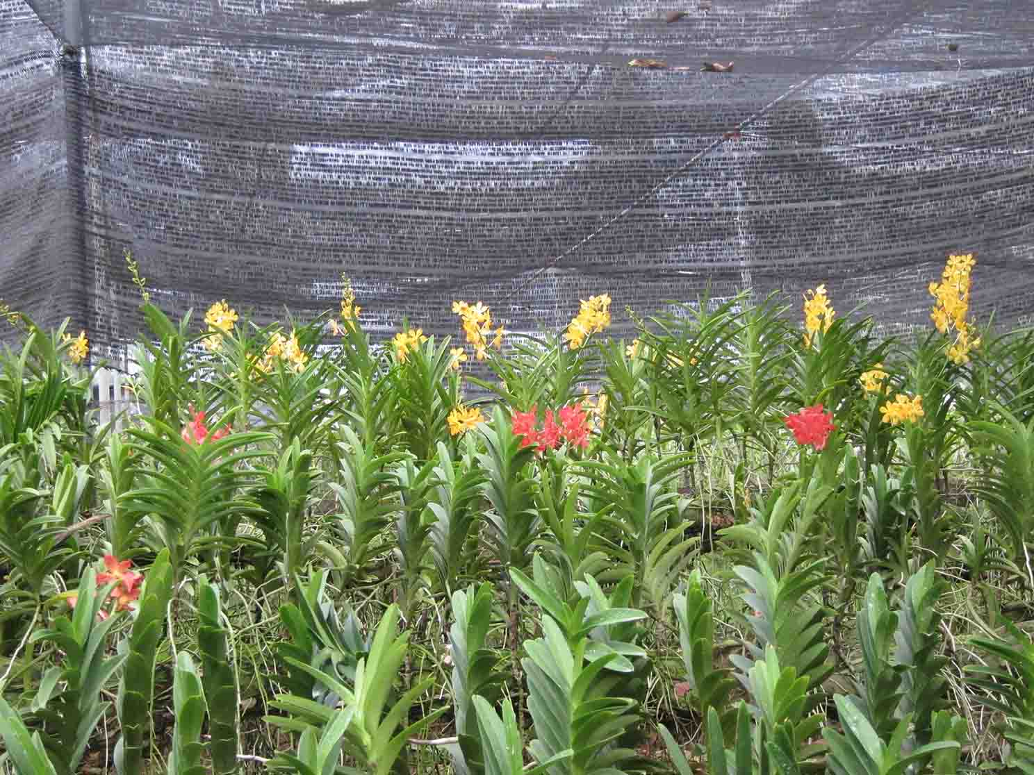 Orchid Farm Travel Gourmande