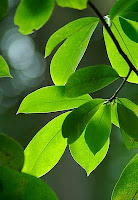 http://4.bp.blogspot.com/-GCEV5GhtFmw/UJ0hNxre25I/AAAAAAAAAGg/cgvh6yQ-VqA/s1600/daun-sirsak.jpg