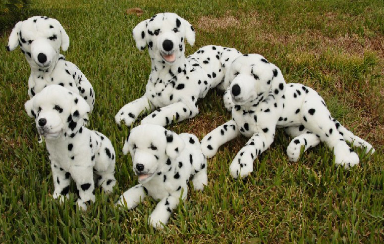 Dog Training Dalmatians Dog Training Dalmatians