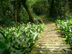 Private Boardwalk to the Caribbean