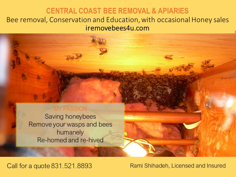 Central Coast Bee Removal