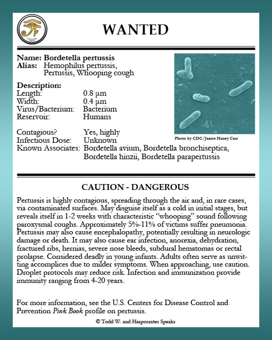 Harpocrates Speaks Wanted Bordetella pertussis