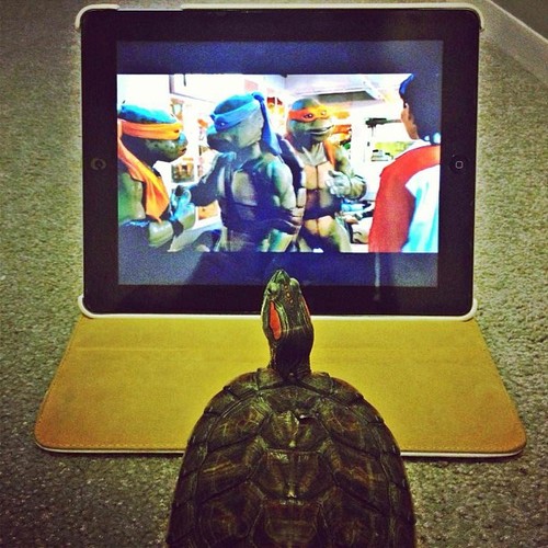 Un galápago viendo a sus héroes, las Tortugas Ninja Un galápago viendo a sus héroes, las Tortugas Ninja