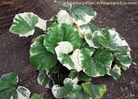 Farfugium japonicum 'argenteum'