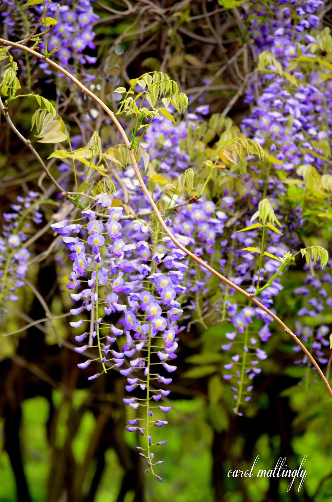 Carol Mattingly Photography Flowering Wisteria