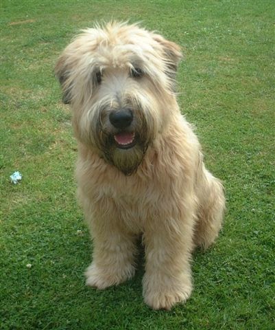 Crowdsourcing a Puppy: Wheaten Terrier
