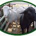 Hikmah Ibadah Qurban Hikmah Ibadah Qurban