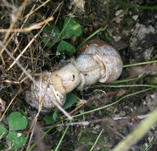 Copulating snails Copulating snails