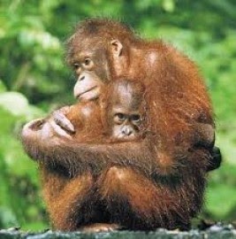 55 Gambar Orang Utan Sedih Paling Keren 55 Gambar Orang Utan Sedih Paling Keren