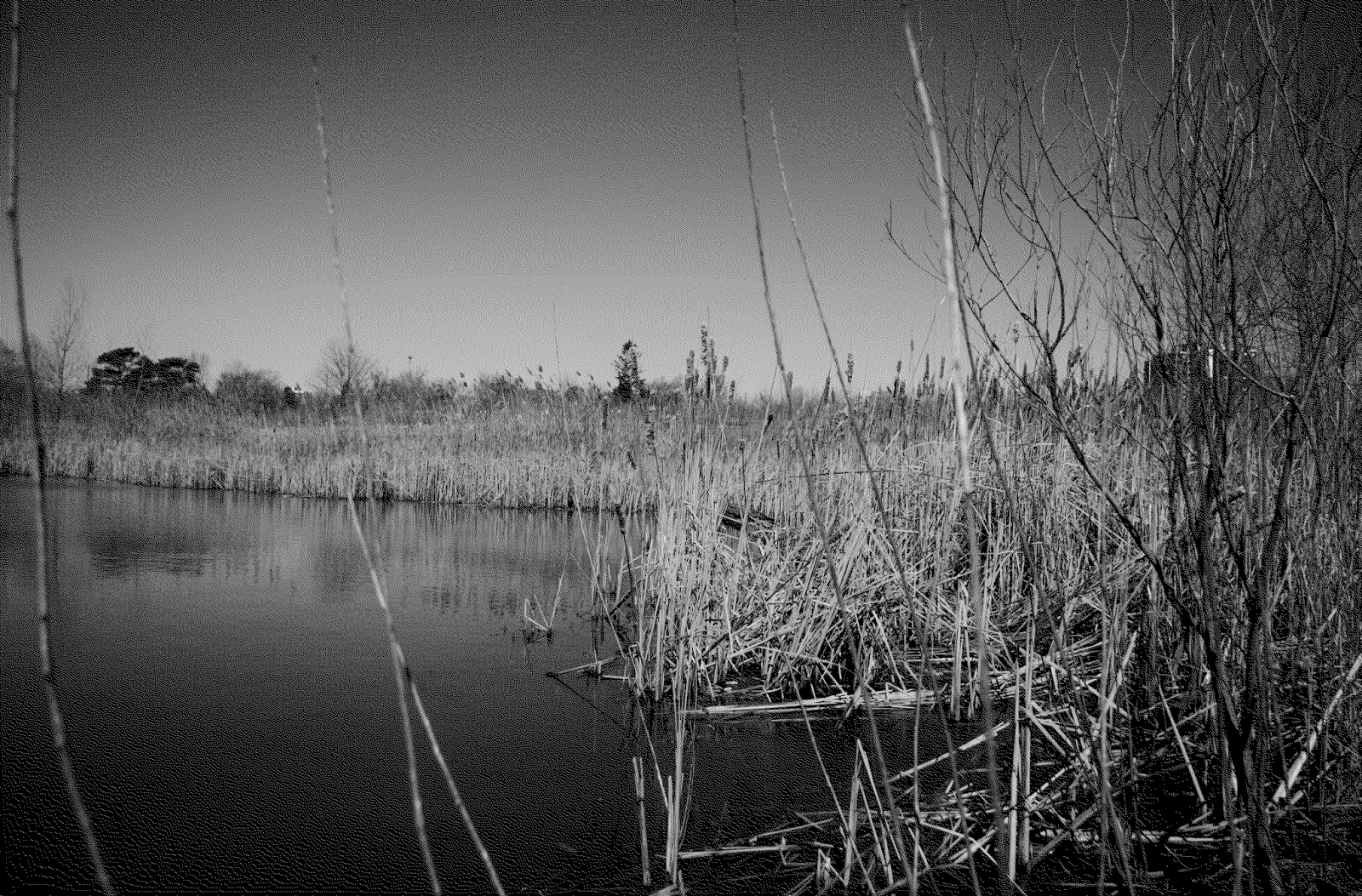 Dark Swamp HD (high definition) Wallpapers 1 Amazing World Gallery