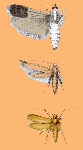 angoumois grain moth