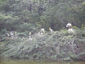 Painted Storks and their nestlings in the Zoo open air bird sanctuary.(Thursday 3-11-2011).