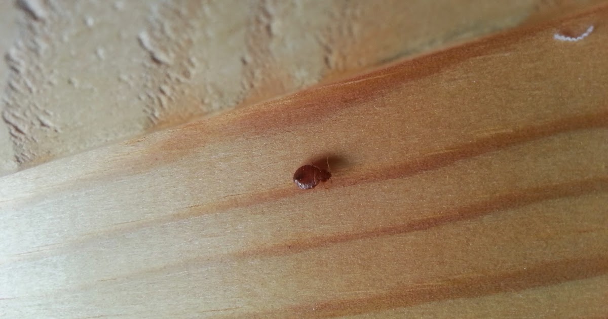 Bed Bugs Specialist London Bed Bugs Specialist London