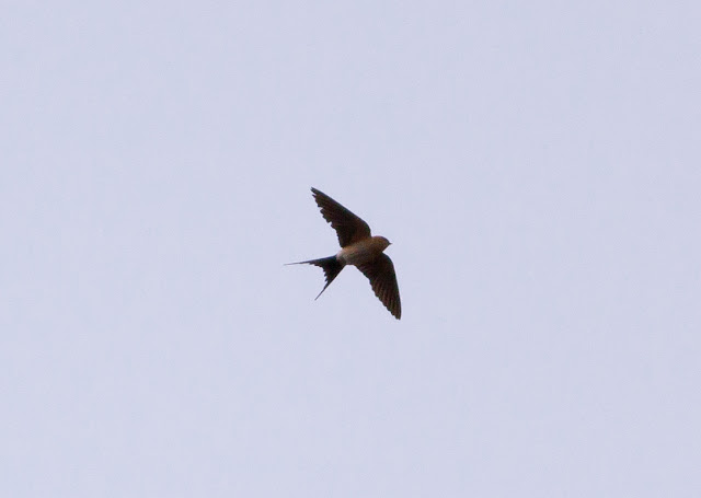 Red-rumped Swallow, Hull