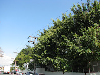 Análise de Risco para poda de árvores - Download