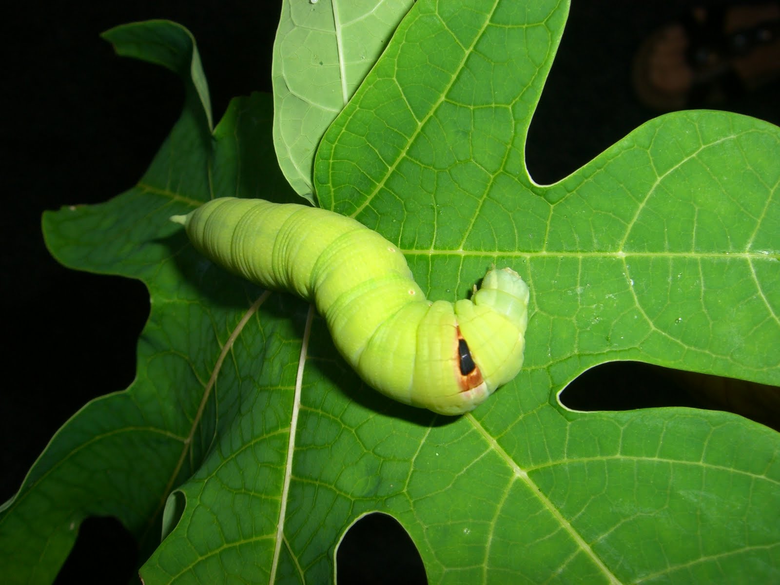 what's That Worm? UF/IFAS Extension Pinellas County