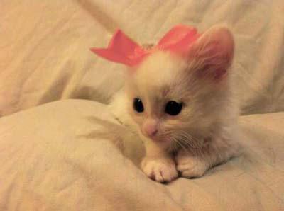 Gambar Kucing Lucu pita Gambar Kucing Lucu pita