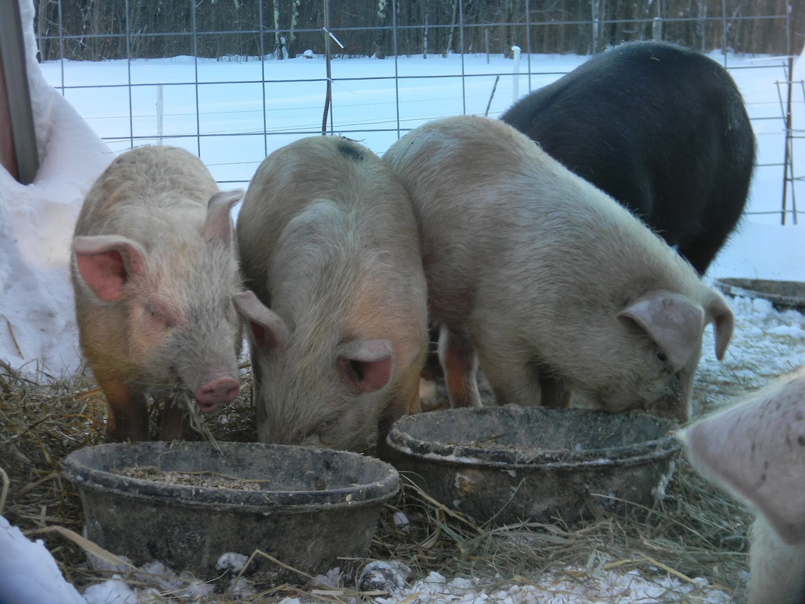 Large Black Pigs of Maine RAISING MEAT PIGS IN WINTER