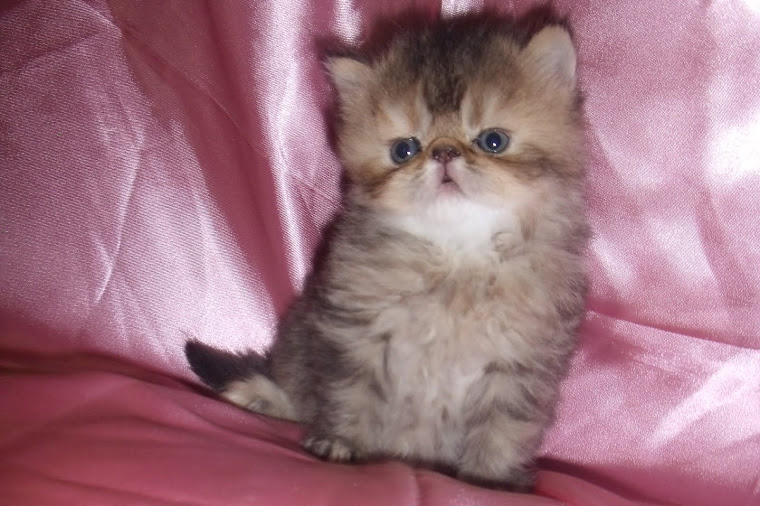 (ya en su nuevo hogar)Como una tierna bebe gatito, puede conectarnos de inmediato al corazon: