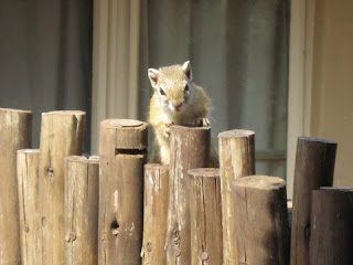 Overal laten zich verder eekhoorntjes zien, soms van heel dichtbij, zoals bij ons huisje waar ze op voedsel azen.