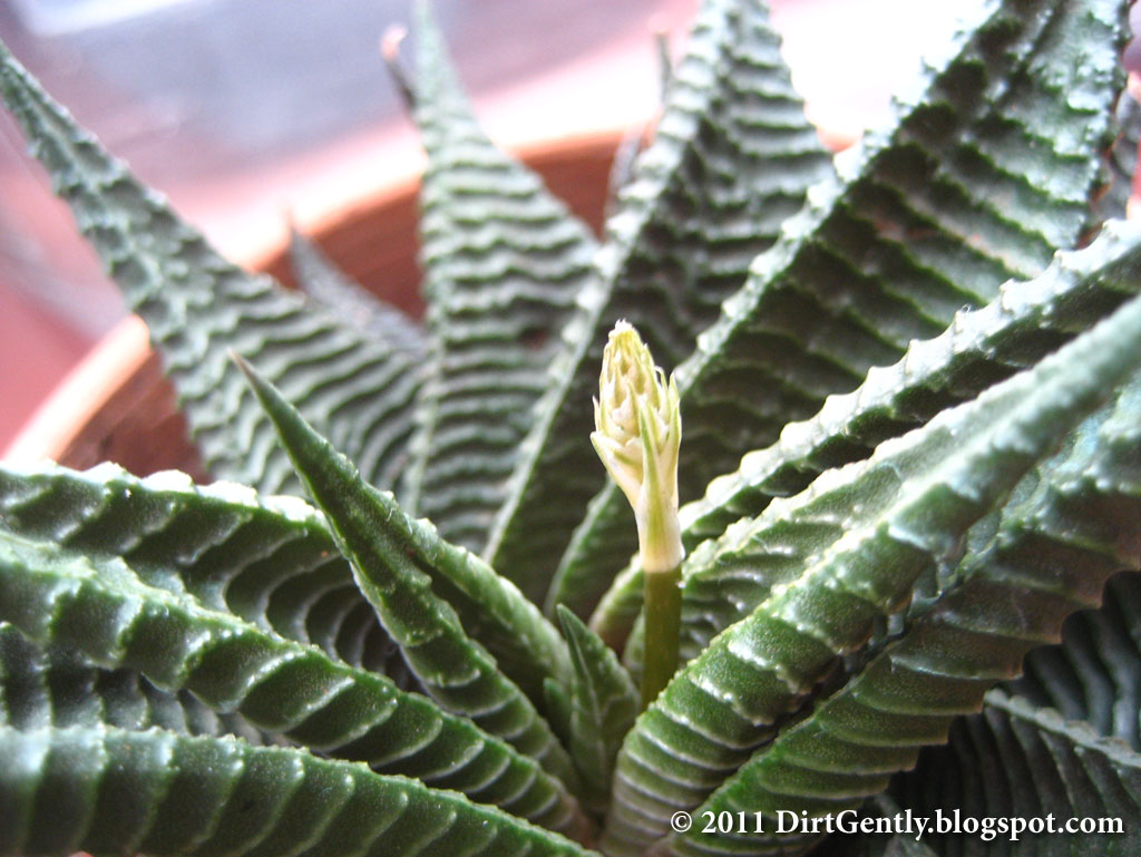 Dirt Gently's Horticultural Adventures: Flowering Haworthia limifolia