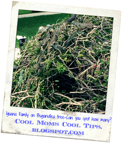 cool moms cool tips Iguana family on their tree