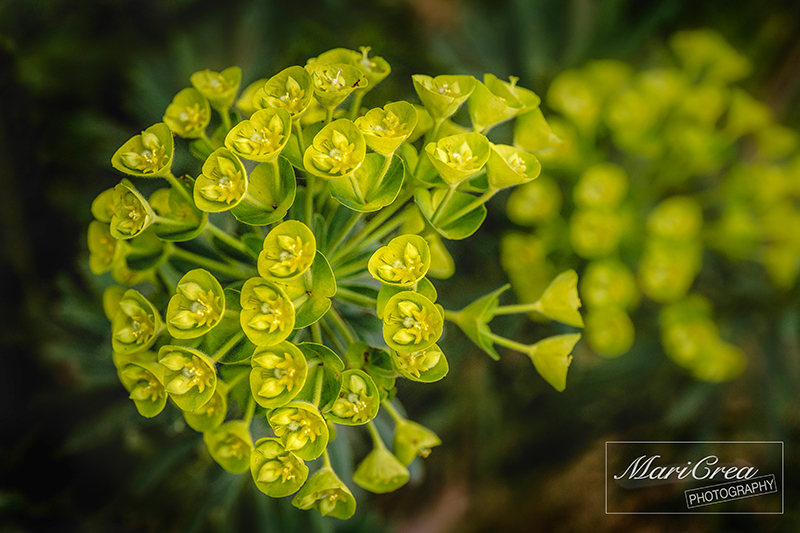Flowers mari crea Photography