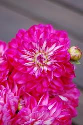 Autumn Dahlias