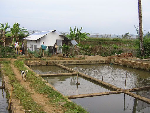 Perawatan Kolam Ikan Non Permanen (Tanah)