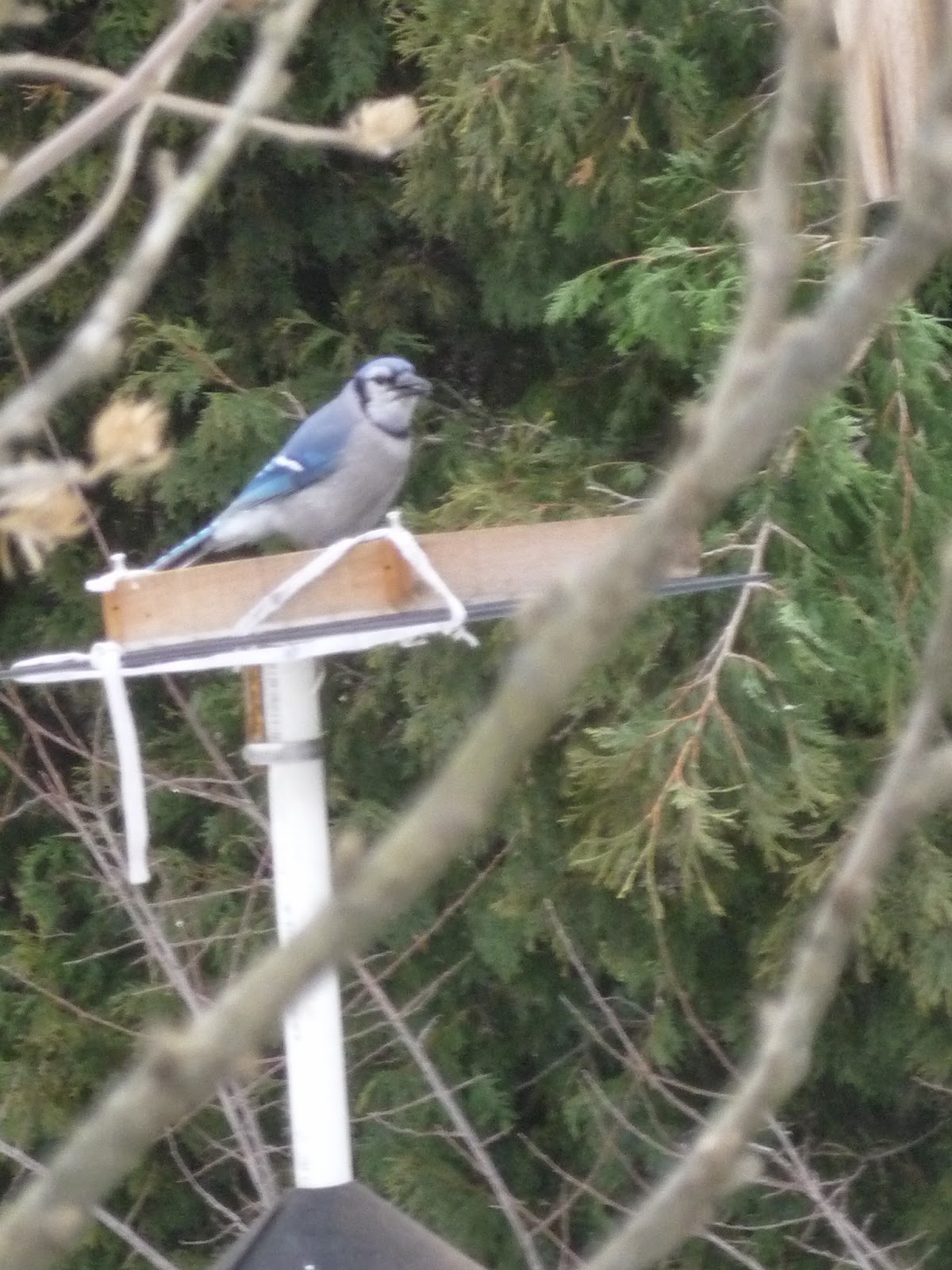 South Burlington birds Birds at peanut feederphotos South