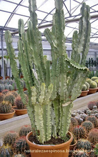 Euphorbia ingens 'marmorata'