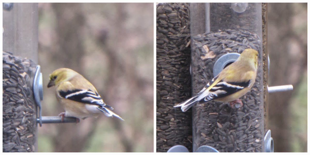 American Goldfinch American Goldfinch