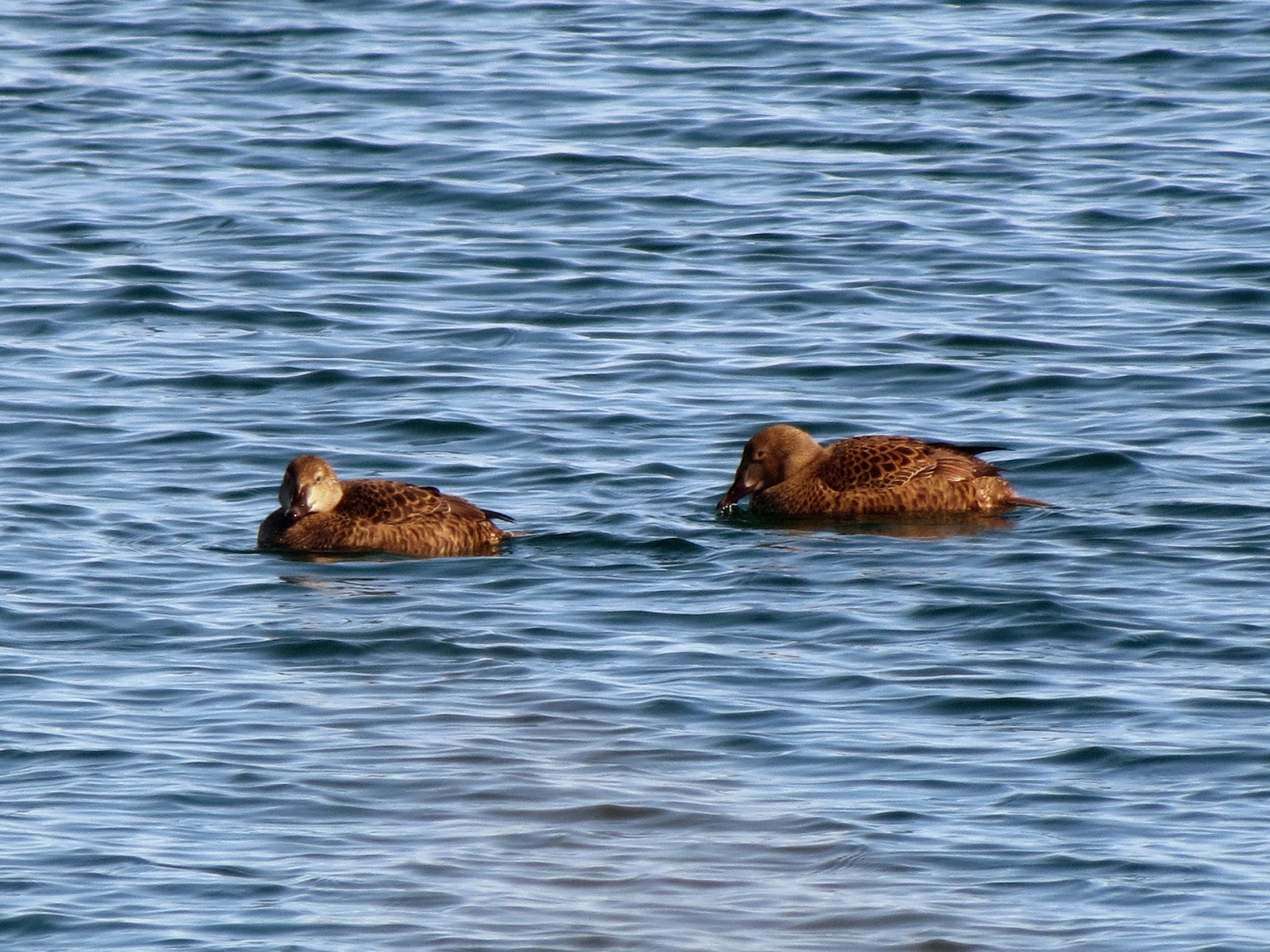 King Eider (2 of the 3 females) - Prince Edward Point, ON
