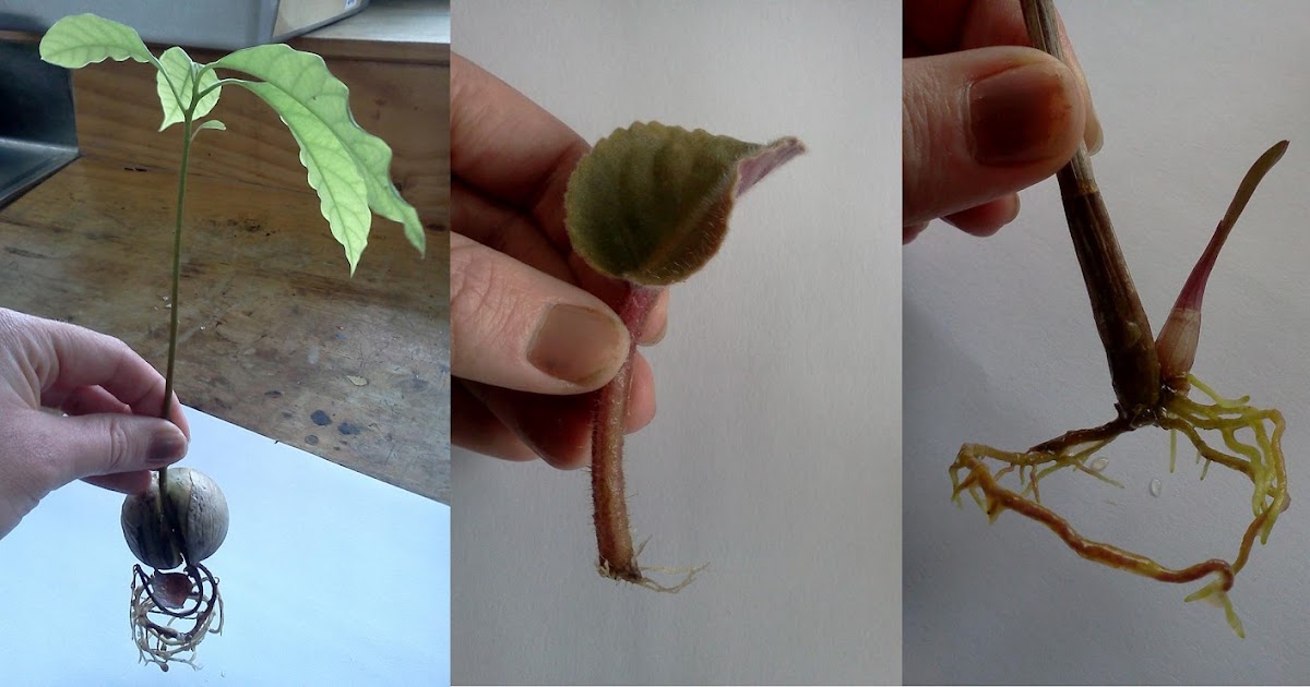 year 10 science Sexual and Asexual Reproduction in plants