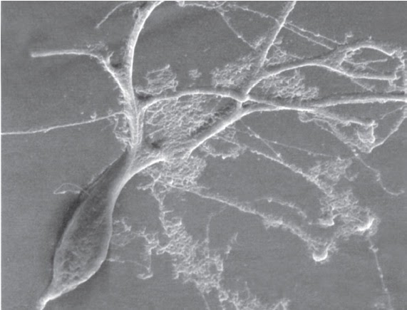 My Bestfriend Forever Biologi Struktur dan Fungsi