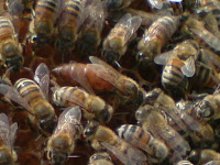 φυλές μελισσών 4+Buckfast+queen+bee