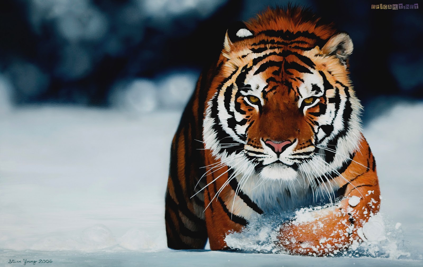http://4.bp.blogspot.com/-GHEhNwUIgGI/T1hh8OaOECI/AAAAAAAABg0/K6Py1CZLo_w/s1600/siberian-tiger-wallpaper+3.jpg