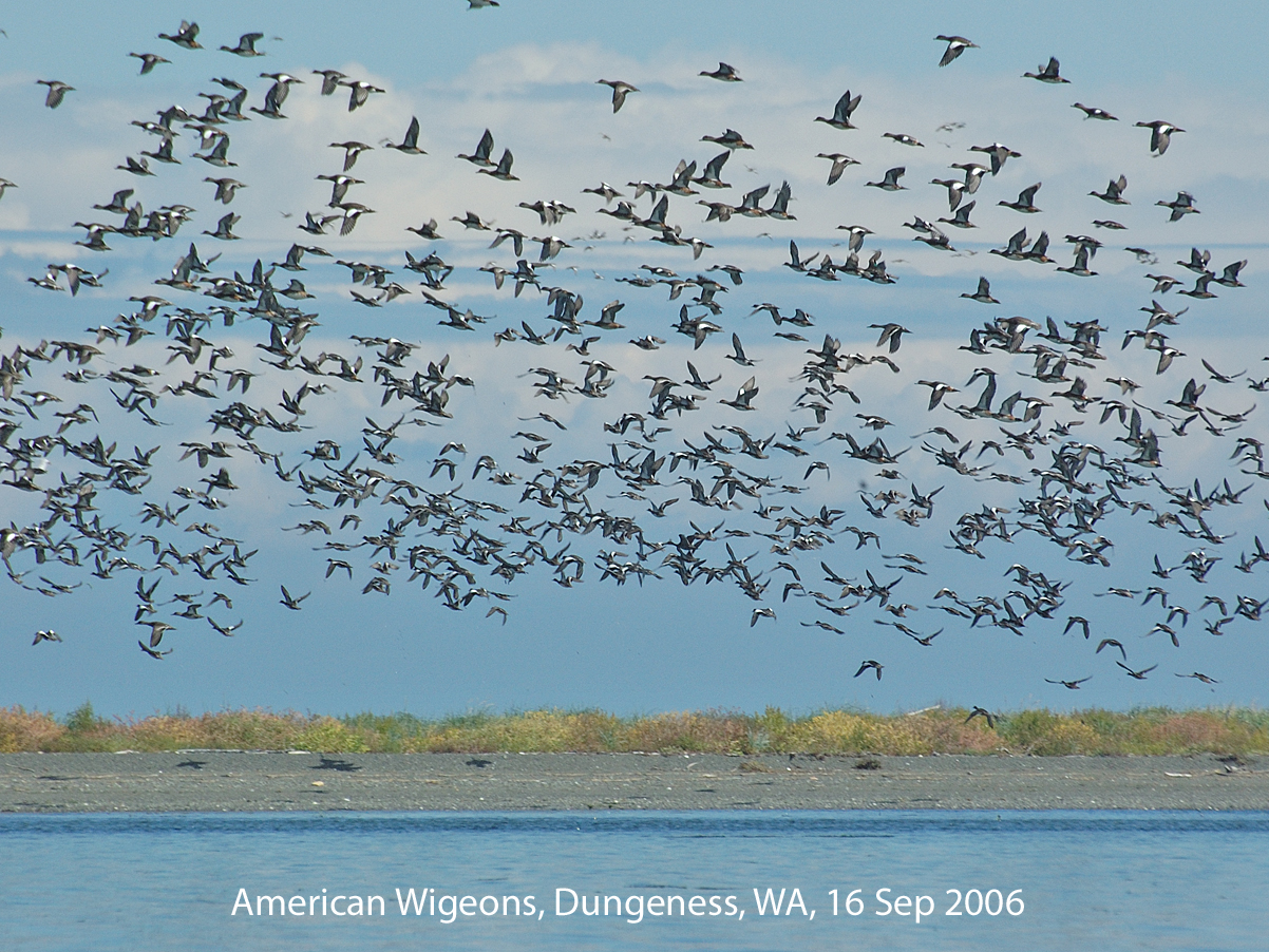 Northwest Nature Notes FLOCKING BIRDS