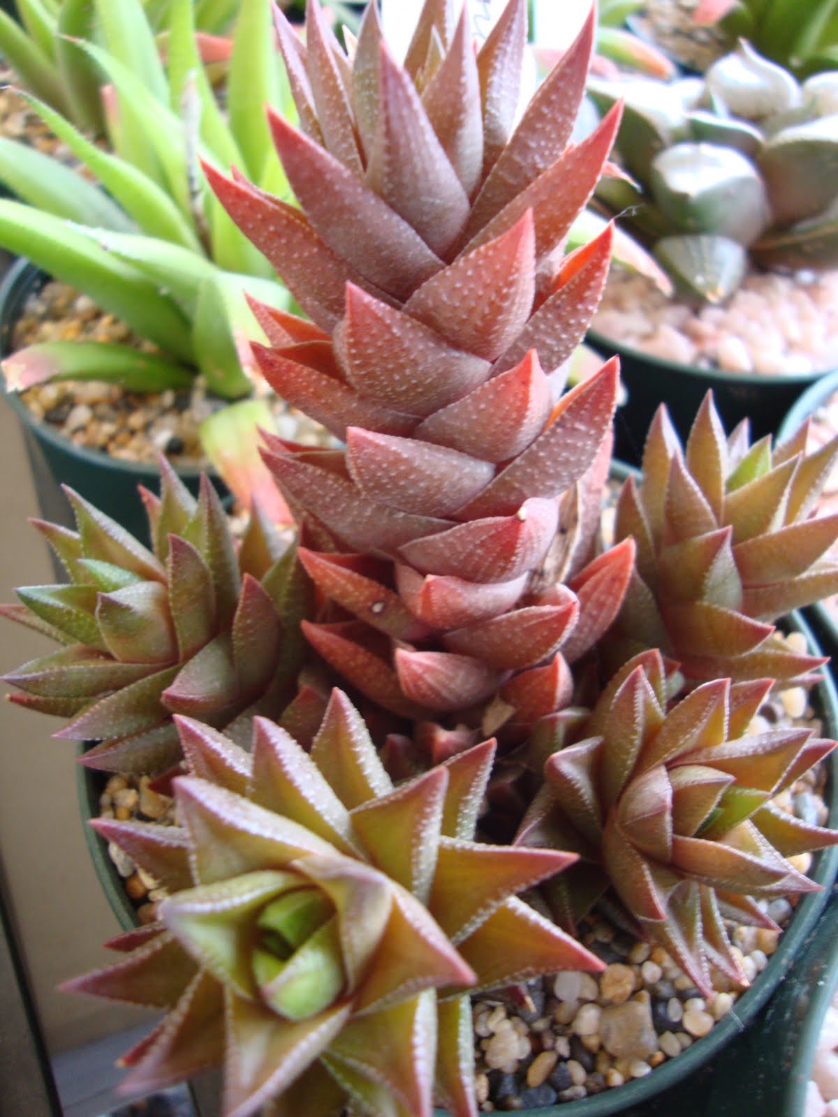 danger garden Oregon Cactus & Succulent Society Show and Sale