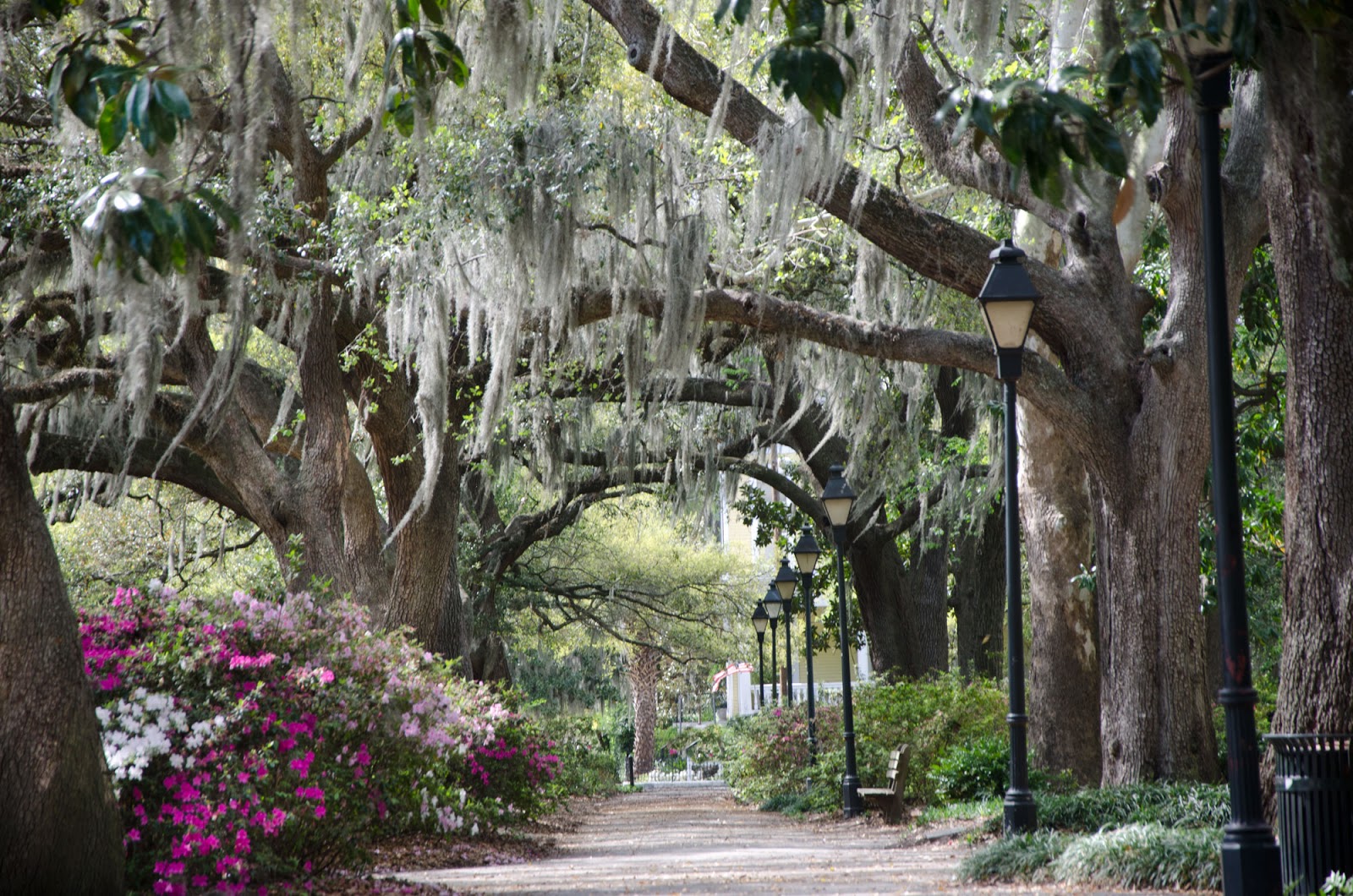Savannah