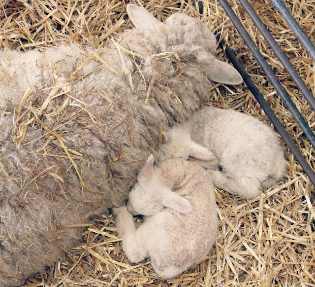 Old Dairy Craft Farm Centre, Northamptonshire Old Dairy Craft Farm Centre, Northamptonshire