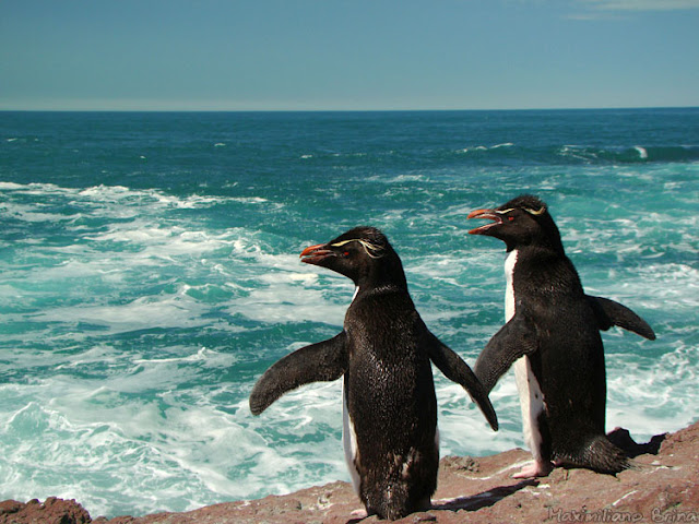penguins photo