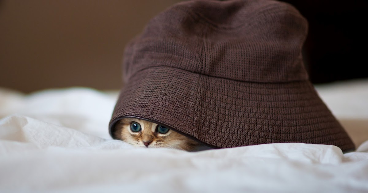 Cat Under Cap High Quality Images