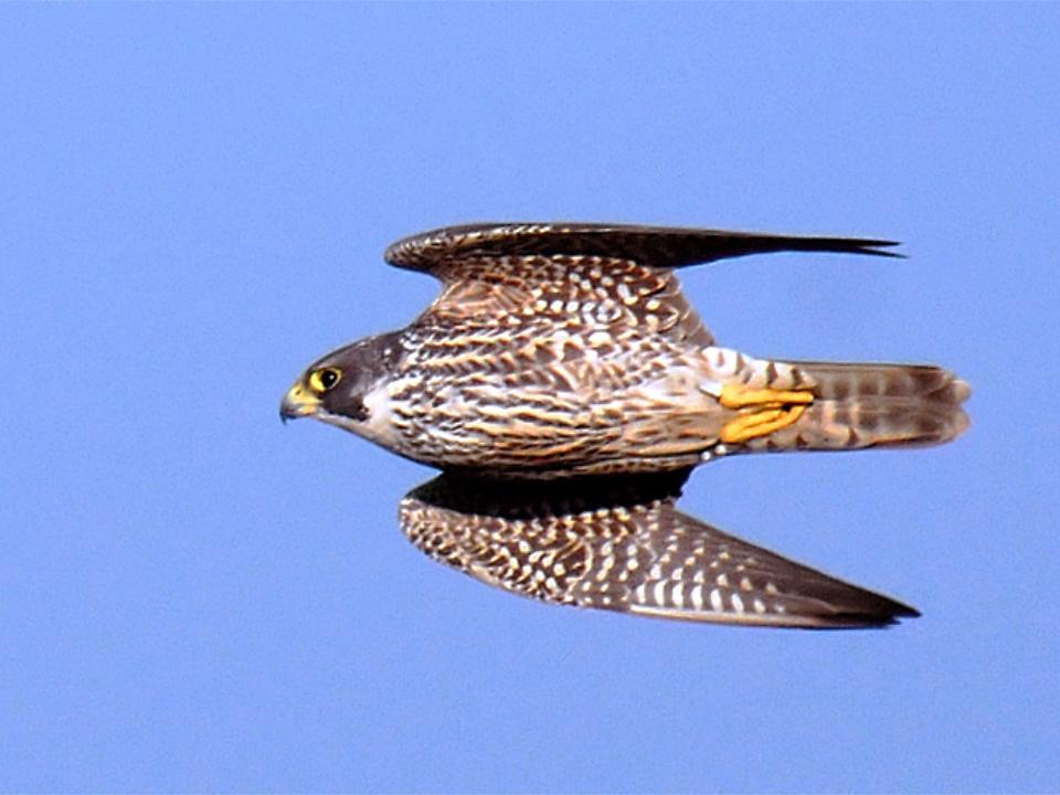 Spreebird wildlife Shaheen SHAHEEN FALCON (Military statebird of the