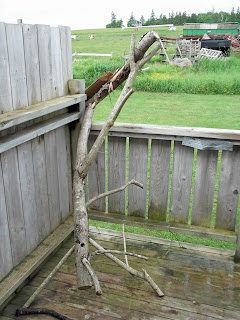 Homegrown And Cheaply Made Cat Tree defunct cat tree