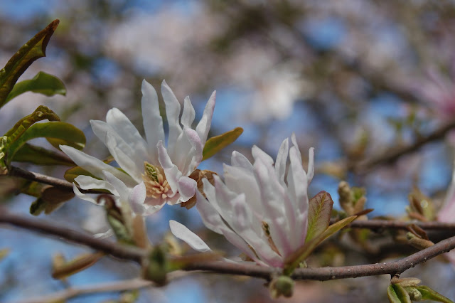 Copyright 2012 Frances J. Pearce Star magnolia at Tenryu-ji