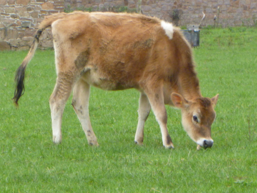 Thoughts and Ramblings Project 366 Week 4