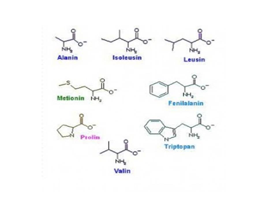 KIMIA ORGANIK 2 ASAM AMINO