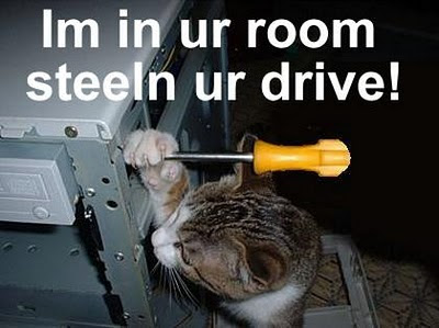 Funny Cat Pictures
