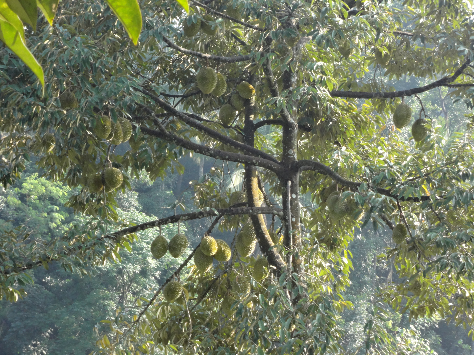 Pohon Induk Durian Menoreh Legit/Promasan Umur 10 tahun Milik M-SEED